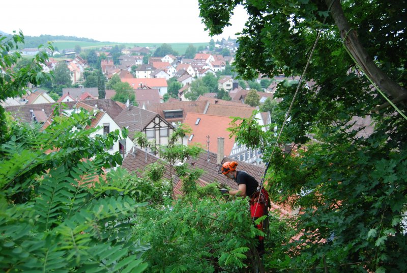 Team Weller - Fachgebiet Baum